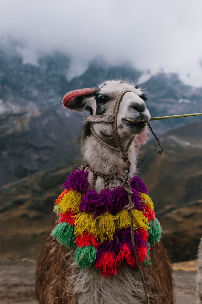 A llama decorated with vibrant tassels stands in the Peruvian Andes near Cuzco.